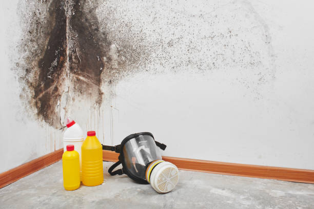 Best Commercial Mold Removal  in Cleary, MS