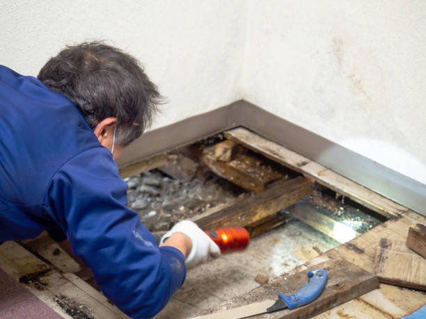 Best Professional Mold Removal  in Cleary, MS