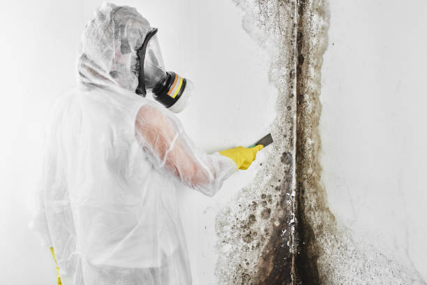 Best Mold Testing  in Cleary, MS