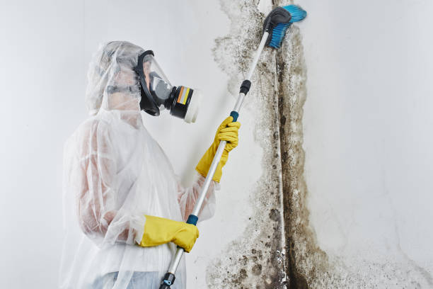 Best Same-Day Mold Removal  in Cleary, MS