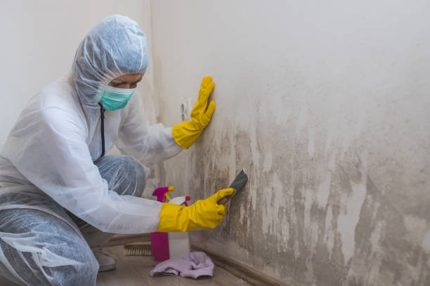 Best Mold Damage Repair  in Cleary, MS