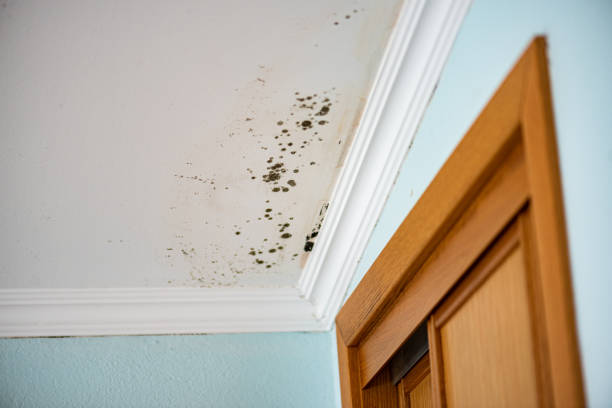 Best Attic Mold Removal  in Cleary, MS