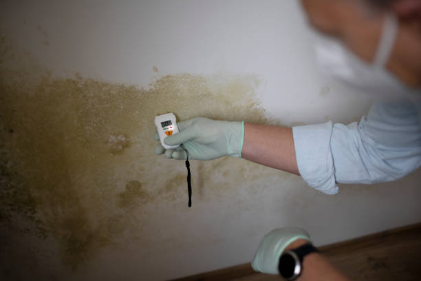 Best Residential Mold Removal  in Cleary, MS