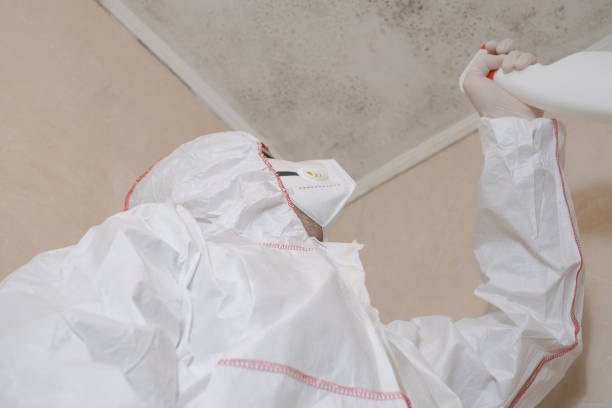 Reliable Cleary, MS Mold Removal Solutions