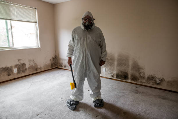 Best Mold Remediation Experts  in Cleary, MS